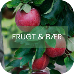 Frugttræer og bærbuske